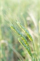 Barley grain hardy cereal growing in field photo