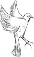 Freedom concept. Hand drawn pigeon flying out of two hands. Freedom of life, free bird enjoying nature isolated vector illustration.