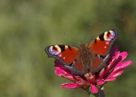 europeo pavo real mariposa en zinnia flor foto