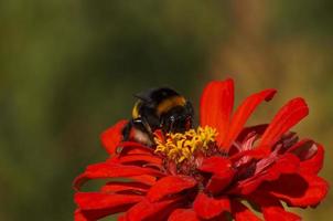 close up of bumblebee on flower photo