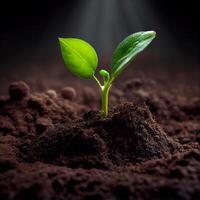 The growth of a new plant in the soil of the earth, environmental care, green energy - image photo
