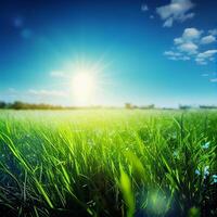 Bright sun shines on green morning grassy meadow, bright blue sky - image photo