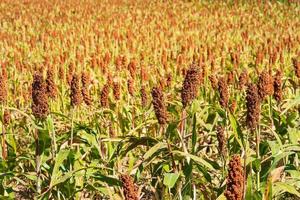 Millet or Sorghum an important cereal crop in field photo