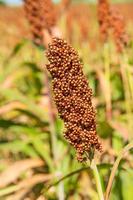 Millet or Sorghum an important cereal crop in field photo