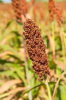 mijo o sorgo un importante cereal cosecha en campo foto