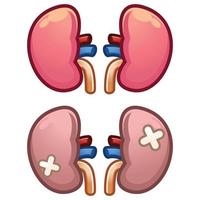 ilustración del riñón izquierdo y derecho. órgano interno humano. concepto de sistema endocrino del sistema urinario. diseño de vector plano detallado para libro de anatomía educativa