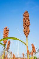 Sorghum or Millet field agent blue sky background photo