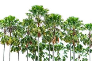 Palm trees isolated on white photo