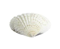 Scallop seashell isolated on white photo