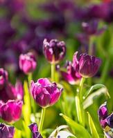 tulipanes morados en el jardín foto