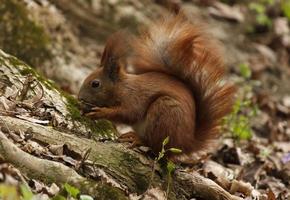 close up of squirrel eating walnut photo