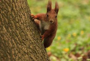 squirrel on tree in park photo