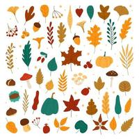 Autumn elements. Leaves, acorns, chestnuts, berries, pumpkins, mushrooms. Fall forest foliage and autumnal elements hand drawn vector set