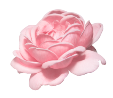 pink roses on a isolate white background with cutout. png