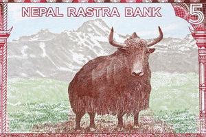 Yak from Nepalese rupee photo