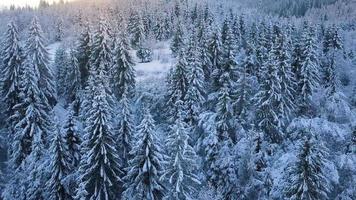 Haut vers le bas vue de une fabuleux hiver paysage avec des arbres dans glacial journée. Pologne video