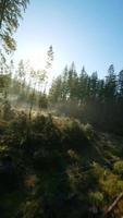 verticale video. veloce volo al di sopra di un autunno montagna paesaggio, flusso, alberi video