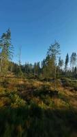 verticaal video. snel vlucht over- een herfst berg landschap, stroom, bomen video