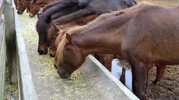 mehrere Pferde sind Stehen und Essen gehackt Gras beim das Kantine. das Pferd Kopf geduckt Nieder zu Essen beim das Landschaft Stallungen. video