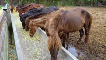 meerdere paarden zijn staand en aan het eten fijngehakt gras Bij de kantine. de paard hoofd gehurkt naar beneden naar eten Bij de platteland stallen. video