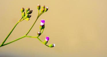 pequeña flor de hierba de hierro en la luz de la mañana foto