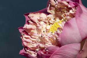 Small Insect in petal and pollen of pink lotus flower photo