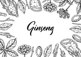 diseño horizontal de ginseng. ilustración vectorial botánica dibujada a mano en estilo boceto. se puede utilizar para embalaje, etiqueta, insignia. fondo de medicina herbal vector