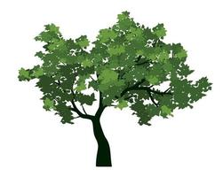 Green Tree with Leaves. Vector outline Illustration. Plant in Garden.