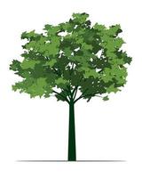 Green Tree with Leaves. Vector outline Illustration. Plant in Garden.