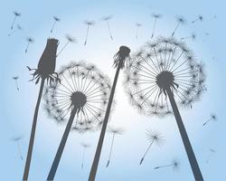 Shape of vector dandelion. Outline illustration.