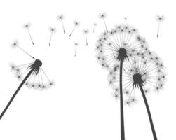 Shape of vector dandelion isolated. Outline illustration.