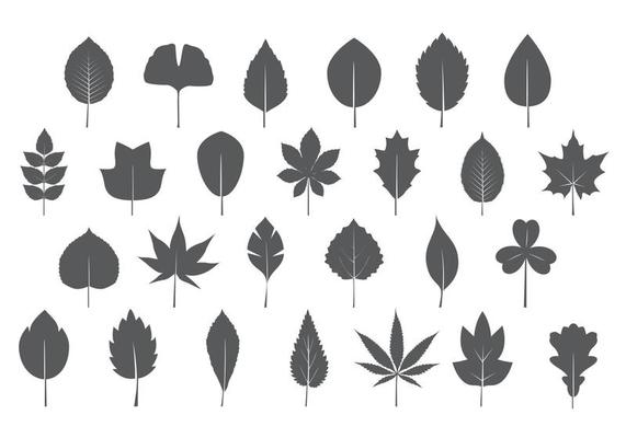 A set of isolated grey Leaves. Vector Illustration.