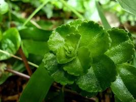 Macro of fresh green young fern on grass. photo