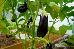 Aubergine eggplant plants in greenhouse with high technology. Aubergine eggplants in plantation farm. Agricultural Greenhouse with Aubergine vegetables photo