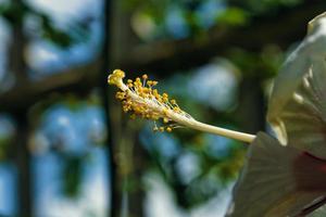 hibiscus flower pollen photo