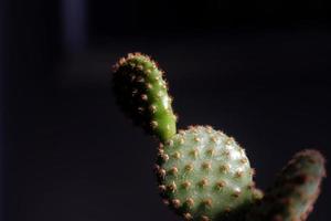 Green cactus in white red black decor pot trendy creative concep photo