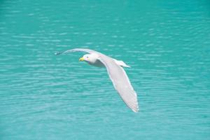 A Seagull flying alone on the ocean waves. An adorable white seagull with gray wings and yellow beak standing against blurred background of nature in daytime photo