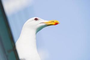 un Gaviota en pie solo en el Oceano ondas. un adorable blanco Gaviota con gris alas y amarillo pico en pie en contra borroso antecedentes de naturaleza en tiempo de día foto