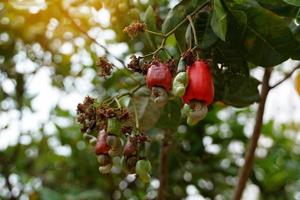 Cashew fruit tree. The fruit looks like rose apple or pear. The young fruit is green. When ripe, it turns red-orange. At the end of the fruit there is a seed, shaped like a kidney. photo