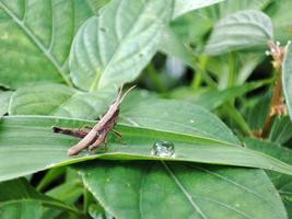 wood locust on a green leaf. photo