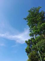 alto árbol en contra un azul cielo antecedentes foto