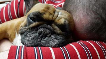 uma jovem adulto homem dorme dentro dele cama com dele cachorro. francês buldogue companheiro cachorro. video