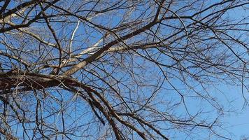 le fer arbre dans de bonne heure printemps contre le bleu ciel. un vieux celtique l arbre avec une grand couronne et une grand tronc. video