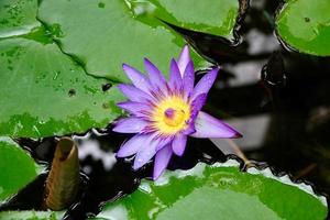 Water lily close up photo