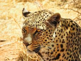 Leopard focus on its prey photo