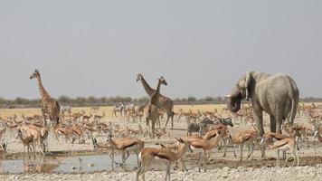 Lots of game at a waterhole in Etosha National Park Namibia photo