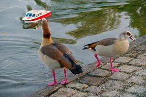 Two ducks are watching a remote controlled boat photo