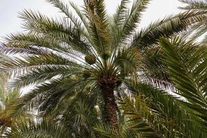 Palm tree with dates photo