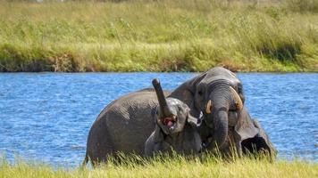 elefante madre tiene a ayuda su bebé fuera de el cauce. chobe nacional parque Botswana foto