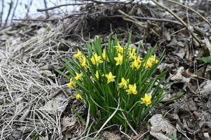 Daffodils on a brown wintery background with dry grass and leaves photo